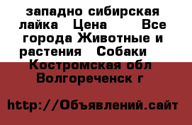 западно сибирская лайка › Цена ­ 0 - Все города Животные и растения » Собаки   . Костромская обл.,Волгореченск г.